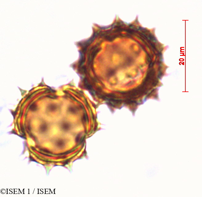 ISEM 1/Helichrysum_obconicum_29266/Helichrysum_obconicum_29266_0002(copy).jpg